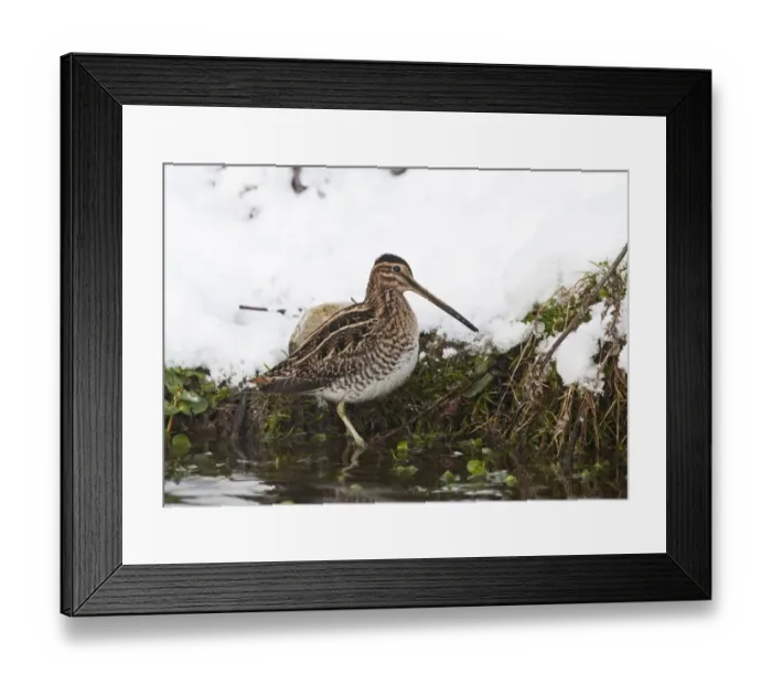 Framed Print : Common Snipe Gallinago gallinago feeding in snow Norfolk December Framed Print : Common Snipe Gallinago gallinago feeding in snow Norfolk December
