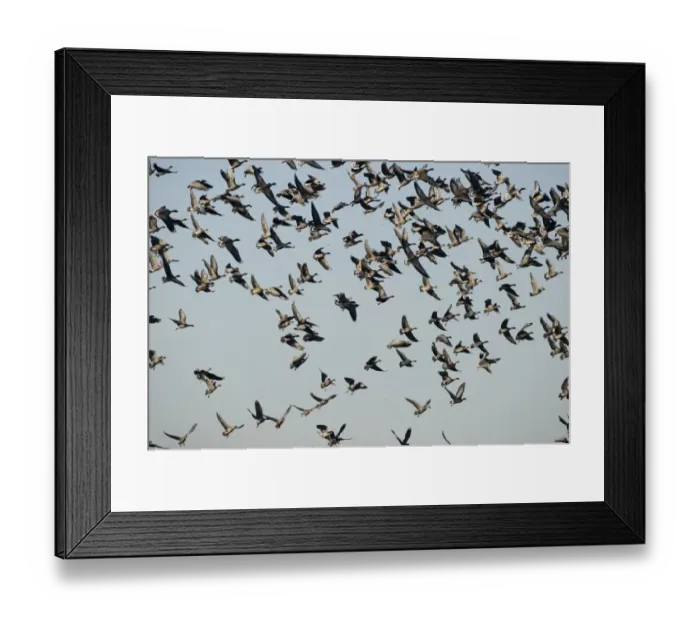 Framed Print : Pink-footed Geese Anser brachyrynchus North Norfolk winter Framed Print : Pink-footed Geese Anser brachyrynchus North Norfolk winter