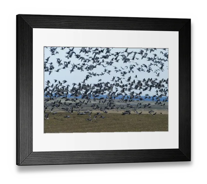 Framed Print : Pink-footed Geese Anser brachyrynchus on cut sugar beet field North Norfolk winter Framed Print : Pink-footed Geese Anser brachyrynchus on cut sugar beet field North Norfolk winter