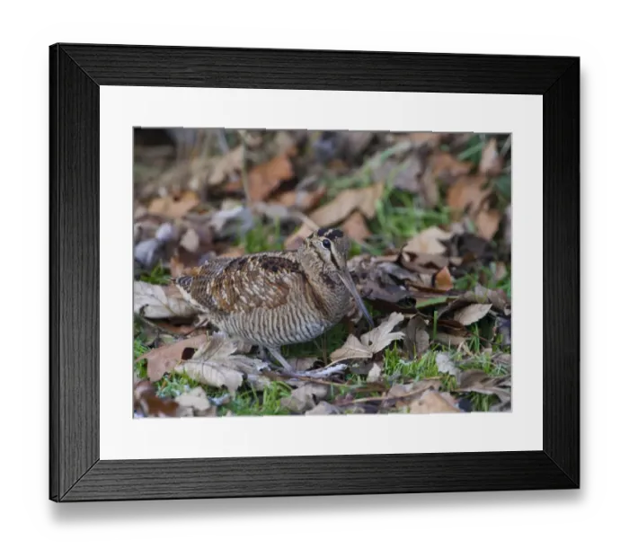Framed Print : Woodcock Scolopax ruticola Norfolk winter Framed Print : Woodcock Scolopax ruticola Norfolk winter