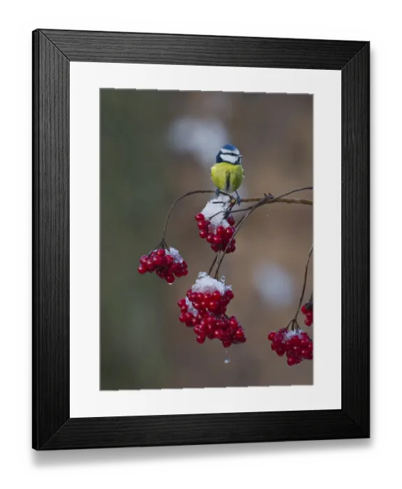 Framed Print : Blue Tit Parus caeruleus on Guelder Rose in winter Norfolk Framed Print : Blue Tit Parus caeruleus on Guelder Rose in winter Norfolk