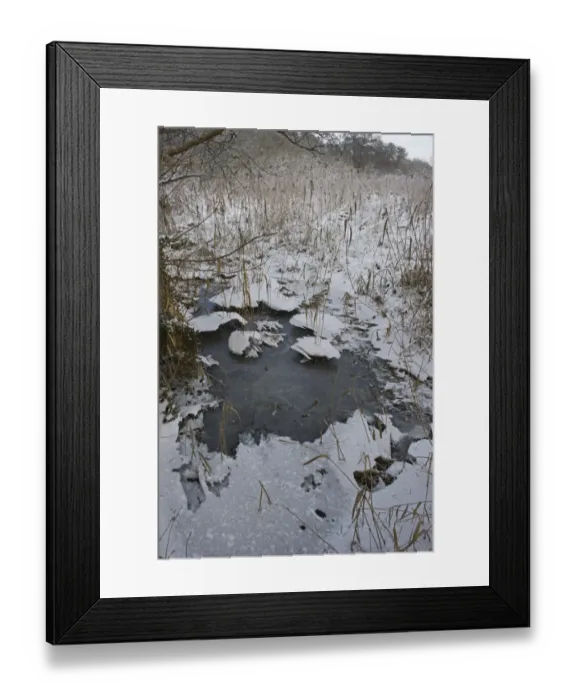 Framed Print : Reedbed at Ferry Lane Wood frozen Norfolk winter Framed Print : Reedbed at Ferry Lane Wood frozen Norfolk winter