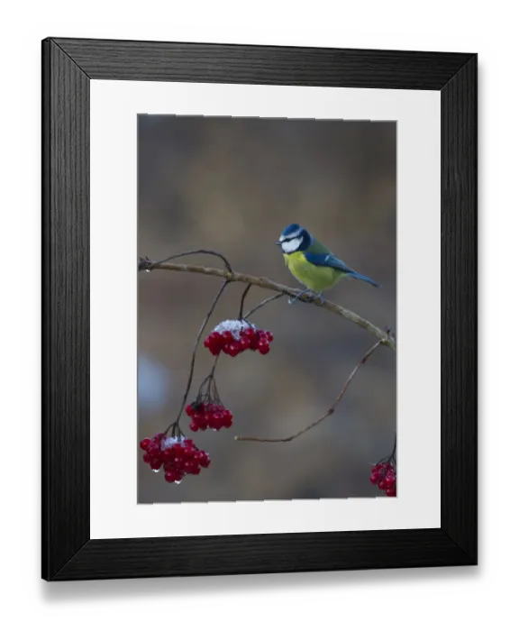 Framed Print : Blue Tit Parus caeruleus on Guelder Rose in winter Norfolk Framed Print : Blue Tit Parus caeruleus on Guelder Rose in winter Norfolk