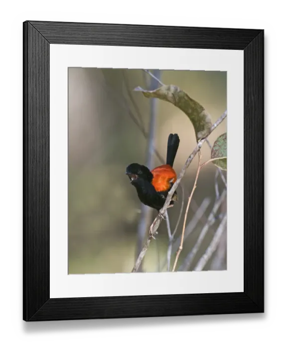 Framed Print : Red-backed Fairywren Malurus melanocephalus in song Queensland Australia November Framed Print : Red-backed Fairywren Malurus melanocephalus in song Queensland Australia November