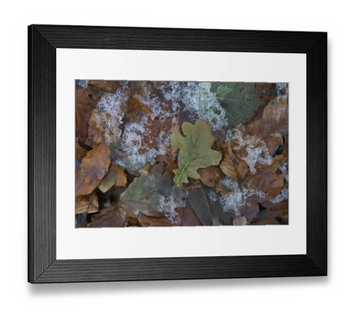 Framed Print : Frozen leaf litter in woodland Norfolk December Framed Print : Frozen leaf litter in woodland Norfolk December