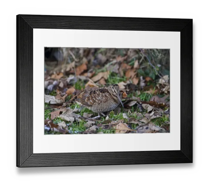 Framed Print : Woodcock Scolopax ruticola Norfolk winter Framed Print : Woodcock Scolopax ruticola Norfolk winter