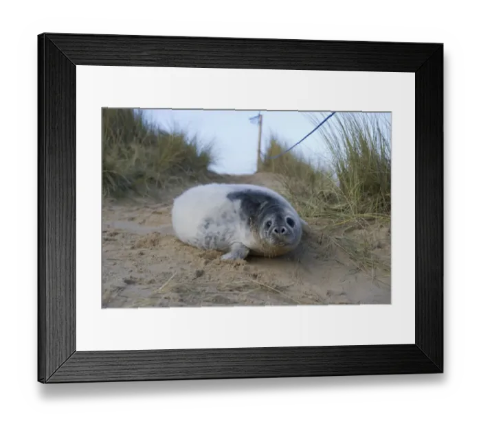 Framed Print : Grey Seal pup in Winterton dunes Norfolk December Framed Print : Grey Seal pup in Winterton dunes Norfolk December
