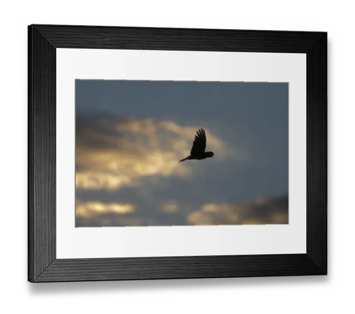 Framed Print : Galah Eolophus roseicapillaflying to roost at dusk Queensland Australia Framed Print : Galah Eolophus roseicapillaflying to roost at dusk Queensland Australia