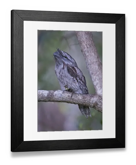 Framed Print : Tawny Frogmouth Podargus strigoides Brisbane Australia October Framed Print : Tawny Frogmouth Podargus strigoides Brisbane Australia October