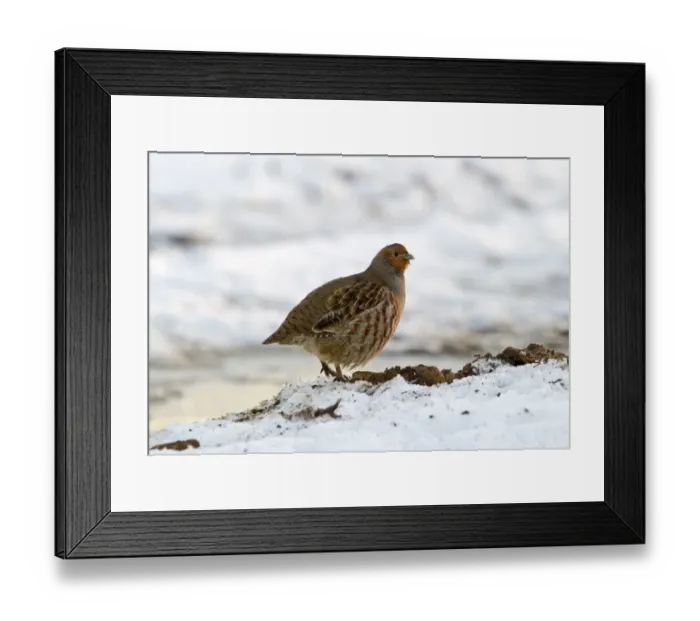 Framed Print : Grey Partridge Perdix perdix in snow Norfolk December Framed Print : Grey Partridge Perdix perdix in snow Norfolk December