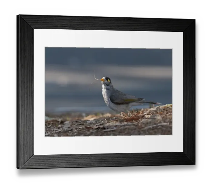 Framed Print : Noisy Miner Manorina melanocephala collecting nest material Queensland Australia Framed Print : Noisy Miner Manorina melanocephala collecting nest material Queensland Australia