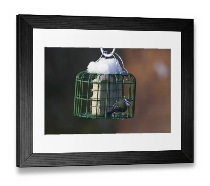 Framed Print : Blue Tit Parus caeruleus on fat feeder in garden Norfolk winter Framed Print : Blue Tit Parus caeruleus on fat feeder in garden Norfolk winter