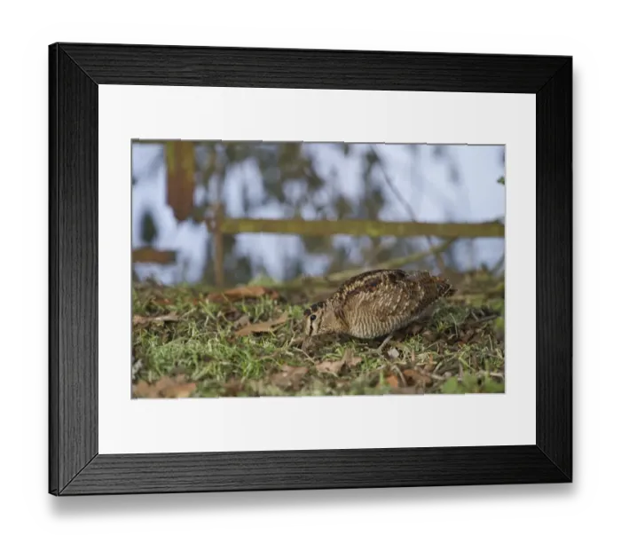 Framed Print : Woodcock Scolopax rusticola Norfolk winter Framed Print : Woodcock Scolopax rusticola Norfolk winter