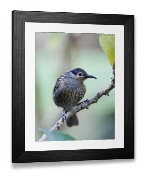 Framed Print : Macleays Honeyeater Xanthotis macleayana Cairns Queensland Australia October Framed Print : Macleays Honeyeater Xanthotis macleayana Cairns Queensland Australia October