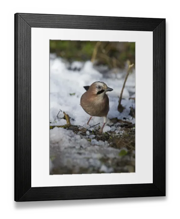 Framed Print : Jay Garrulus glandarulus in garden Norfolk winter Framed Print : Jay Garrulus glandarulus in garden Norfolk winter