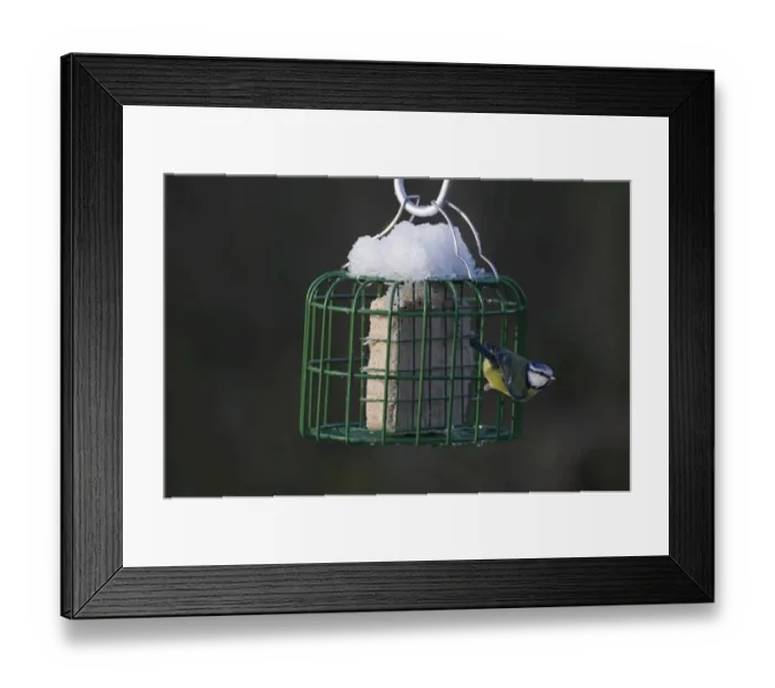 Framed Print : Blue Tit Parus caeruleus on fat feeder in garden Norfolk winter Framed Print : Blue Tit Parus caeruleus on fat feeder in garden Norfolk winter