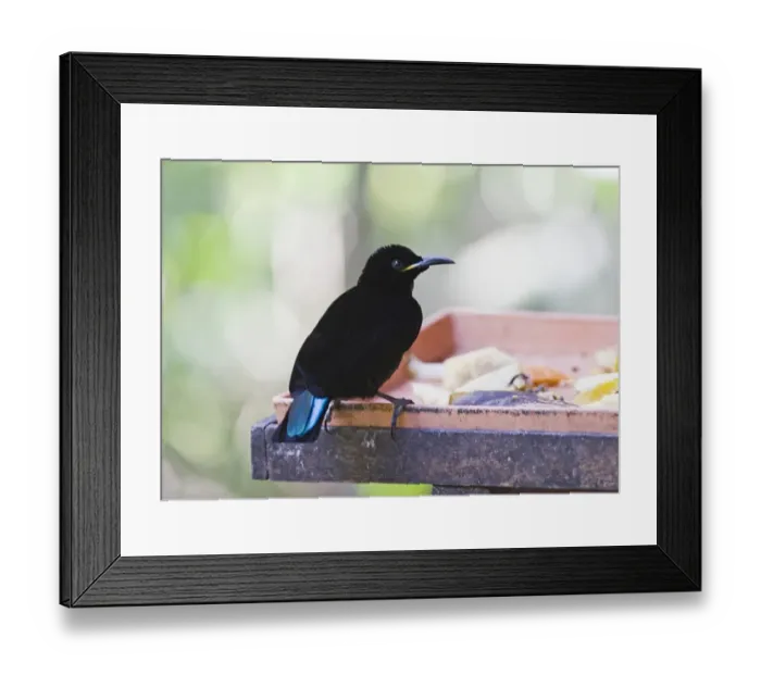 Framed Print : Victoria Riflebird at bird table at Cassowary House Queensland Framed Print : Victoria Riflebird at bird table at Cassowary House Queensland