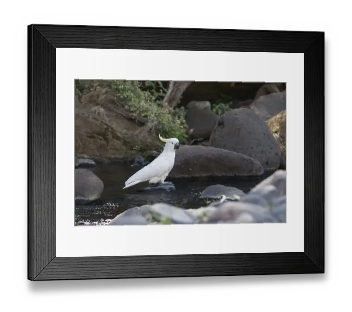 Framed Print : Sulphur-crested Cockatoo Cacatua galerita Queensland Australia Framed Print : Sulphur-crested Cockatoo Cacatua galerita Queensland Australia