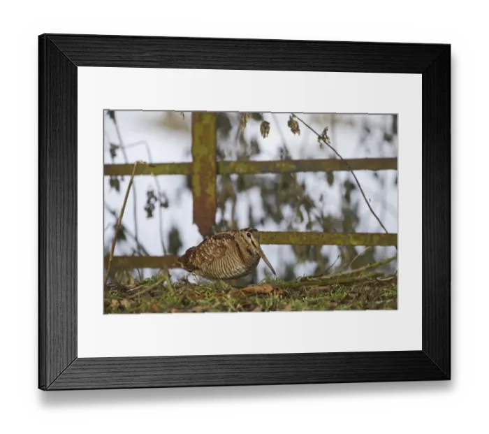 Framed Print : Woodcock Scolopax ruticola Norfolk winter Framed Print : Woodcock Scolopax ruticola Norfolk winter
