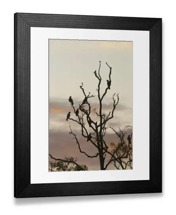 Framed Print : Galahs Eolophus roseicapilla at roost in tree at dusk Queensland Australia Framed Print : Galahs Eolophus roseicapilla at roost in tree at dusk Queensland Australia