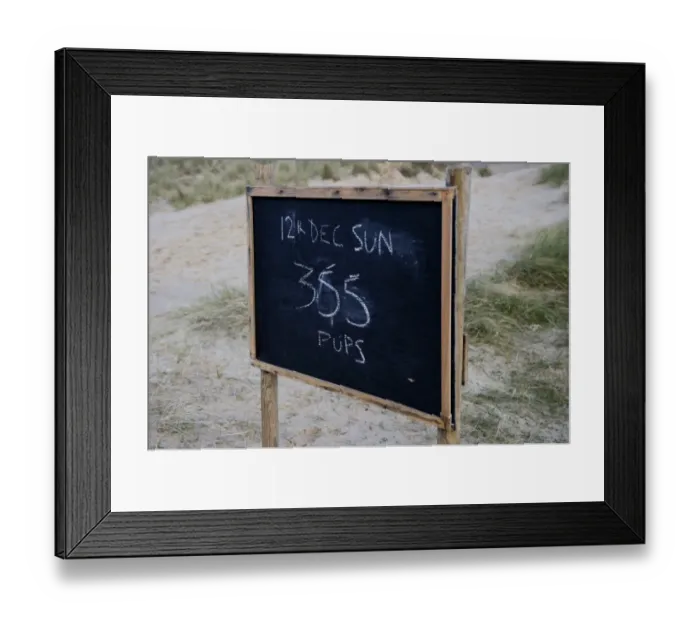 Framed Print : Notice showing current number of Grey Seal pups at breeding colony Winterton Norfolk Framed Print : Notice showing current number of Grey Seal pups at breeding colony Winterton Norfolk