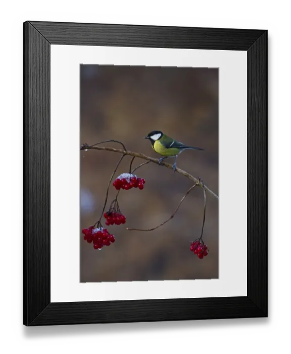 Framed Print : Great Tit Parus major on Guelder Rose in winter Norfolk Framed Print : Great Tit Parus major on Guelder Rose in winter Norfolk