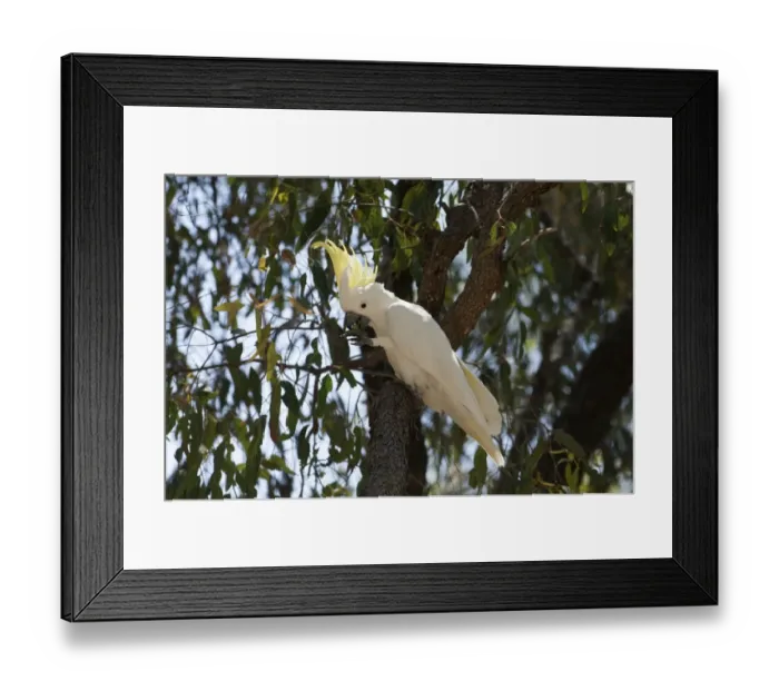 Framed Print : Sulphur-crested Cockatoo Cacatua galerita feeding on figs Queensland Australia Framed Print : Sulphur-crested Cockatoo Cacatua galerita feeding on figs Queensland Australia