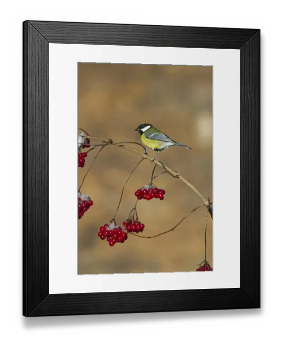 Framed Print : Great Tit Parus major on Guelder Rose Norfolk winter Framed Print : Great Tit Parus major on Guelder Rose Norfolk winter