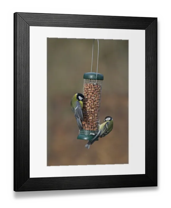 Framed Print : Great Tits on feeder Norfolk winter Framed Print : Great Tits on feeder Norfolk winter