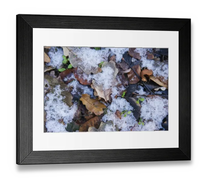 Framed Print : Frozen leaf litter in woodland Norfolk December Framed Print : Frozen leaf litter in woodland Norfolk December
