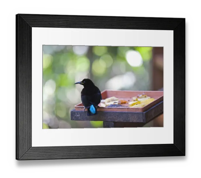 Framed Print : 006960 Framed Print : 006960