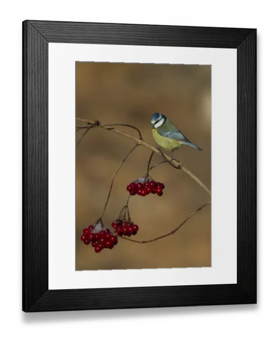 Framed Print : Blue Tit Parus caerruleus on Guelder Rose Norfolk winter Framed Print : Blue Tit Parus caerruleus on Guelder Rose Norfolk winter
