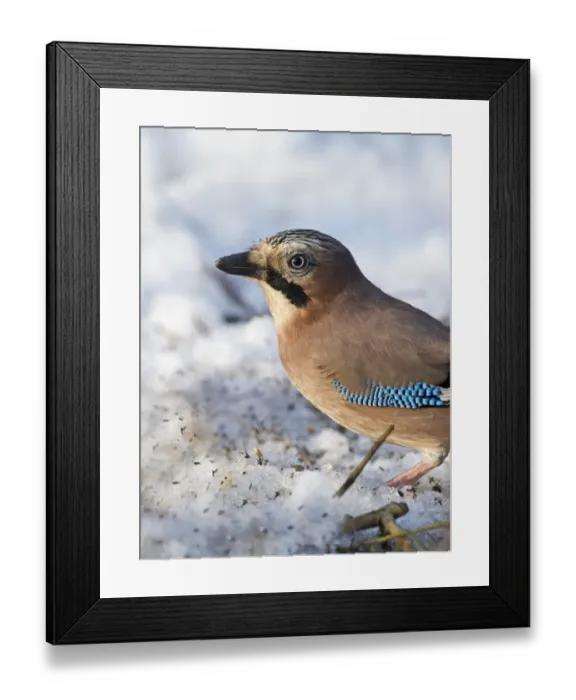 Framed Print : Jay Garrulus garuda in garden UK winter Framed Print : Jay Garrulus garuda in garden UK winter