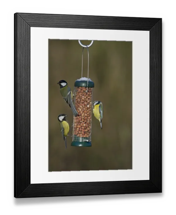 Framed Print : Blue & Great Tits on nut feeder in garden Norfolk winter Framed Print : Blue & Great Tits on nut feeder in garden Norfolk winter
