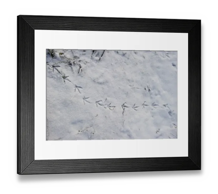 Framed Print : Moorhen foot prints in snow on banks of River Yare at Ferry Lane Wood Postwick Norfolk Framed Print : Moorhen foot prints in snow on banks of River Yare at Ferry Lane Wood Postwick Norfolk
