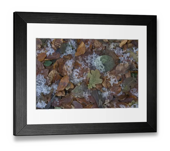 Framed Print : Frozen leaf litter in woodland Norfolk December Framed Print : Frozen leaf litter in woodland Norfolk December