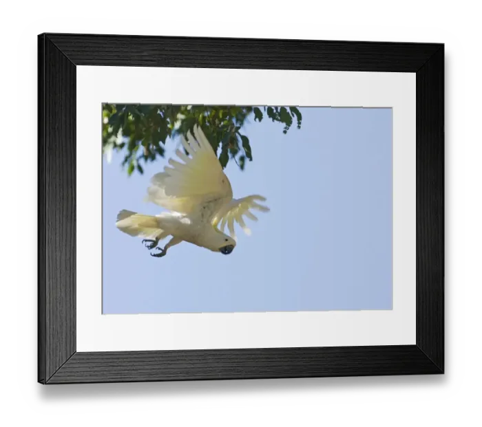 Framed Print : Sulphur-crested Cockatoo Cacatua galerita Queensland Australia Framed Print : Sulphur-crested Cockatoo Cacatua galerita Queensland Australia