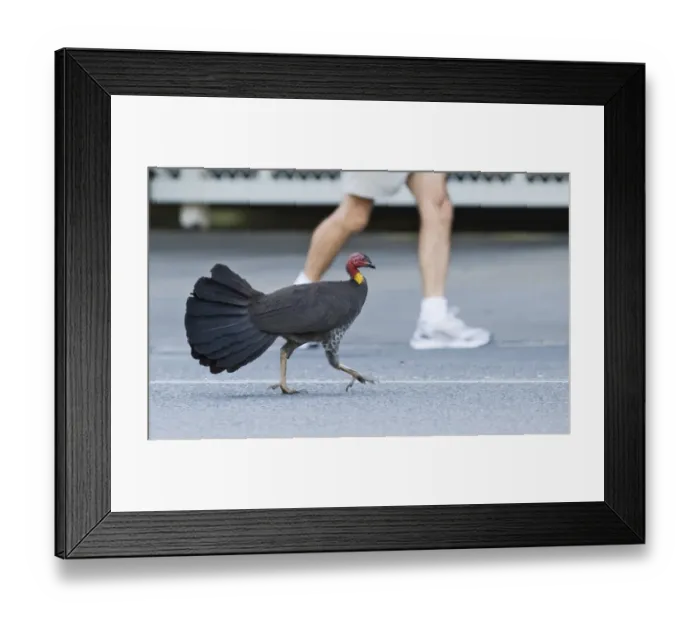 Framed Print : Australian Brush Turkey Alectura lathami striding along street in Noosa Queensland Framed Print : Australian Brush Turkey Alectura lathami striding along street in Noosa Queensland