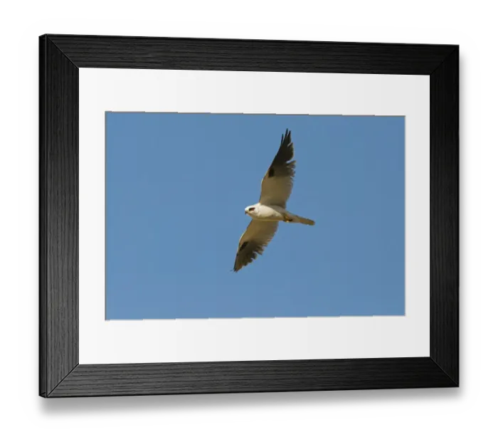 Framed Print : Black-shouldered Kite Elanus notatus Queensland Australia Framed Print : Black-shouldered Kite Elanus notatus Queensland Australia