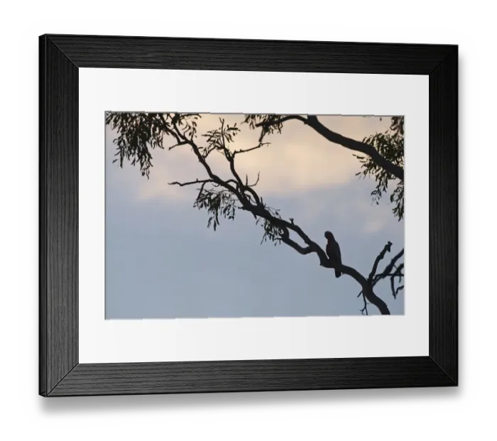 Framed Print : Galah Eolophus roseicapilla in tree at dusk Queensland Australia Framed Print : Galah Eolophus roseicapilla in tree at dusk Queensland Australia