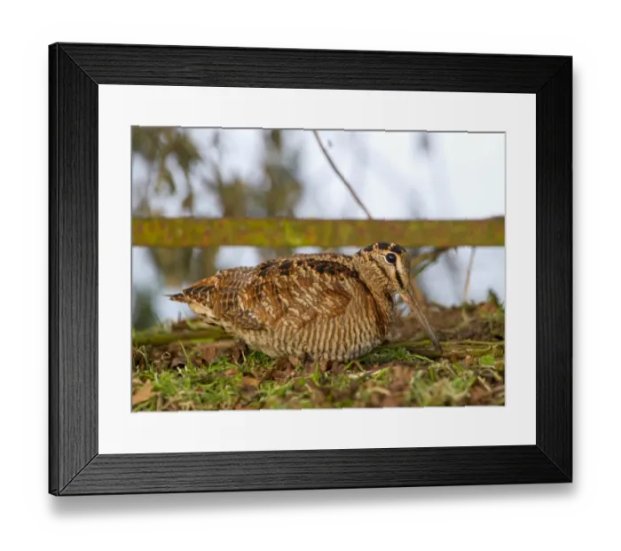 Framed Print : Woodcock Scolopax ruticola Norfolk winter Framed Print : Woodcock Scolopax ruticola Norfolk winter