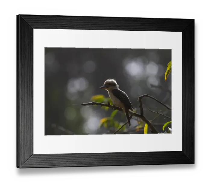 Framed Print : 007011 Framed Print : 007011