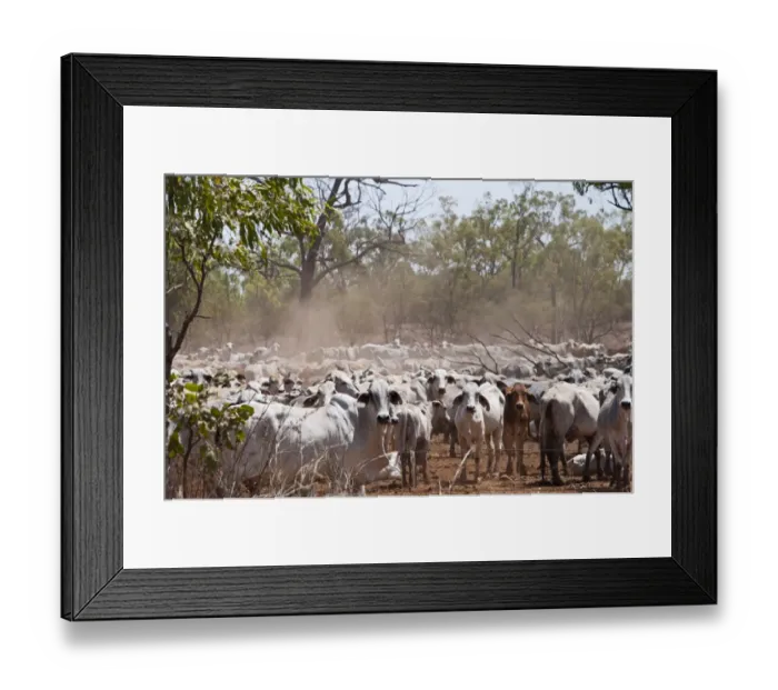 Framed Print : Cattle during drought Queensland Australia Framed Print : Cattle during drought Queensland Australia