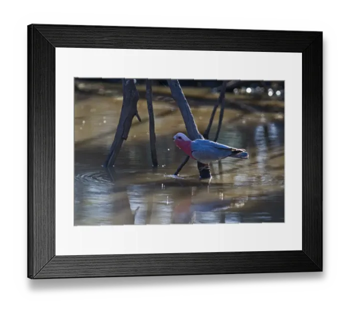 Framed Print : Galah Cacatua rosiecapilla Queensland Australia Framed Print : Galah Cacatua rosiecapilla Queensland Australia