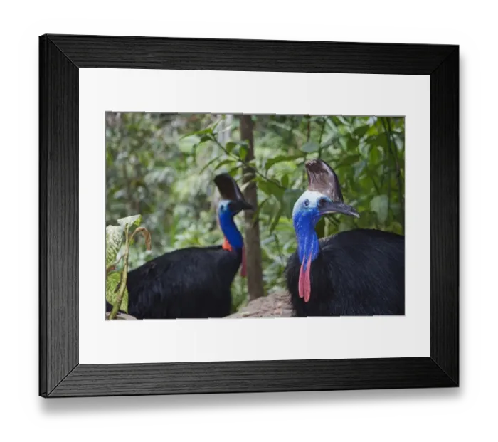 Framed Print : Southern Cassowary Casaurius casaurius Cassowary House Queensland Australia