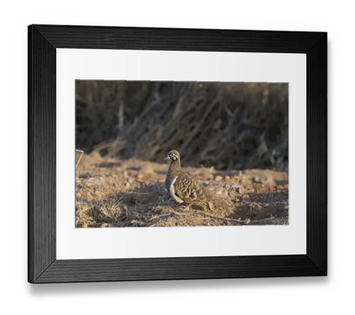 Framed Print : Squatter Pigeon Geophaps scripta Queensland Australia Framed Print : Squatter Pigeon Geophaps scripta Queensland Australia