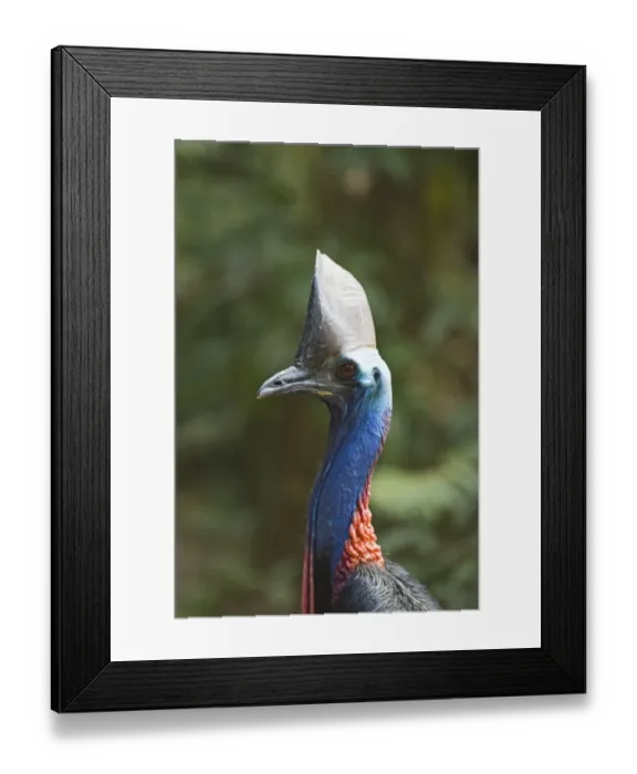 Framed Print : Southern Cassowary Casaurius casaurius Cassowary House Queensland Australia Framed Print : Southern Cassowary Casaurius casaurius Cassowary House Queensland Australia