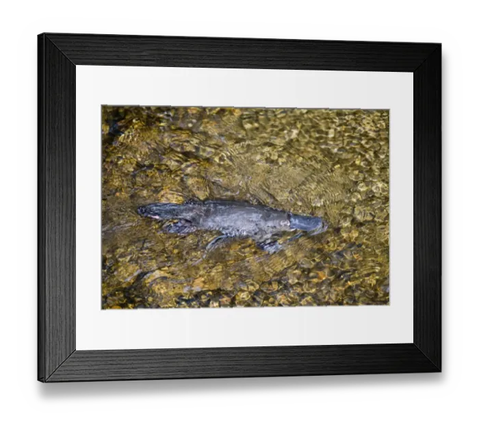 Framed Print : Duck-billed Platypus Kingfisher Park Queensland Australia Framed Print : Duck-billed Platypus Kingfisher Park Queensland Australia