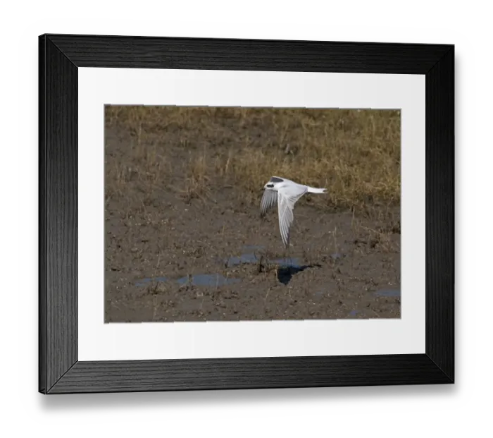Framed Print : Gull-billed Tern Sterna nilotica in non breeding plumage Cairns Queensland Australia Framed Print : Gull-billed Tern Sterna nilotica in non breeding plumage Cairns Queensland Australia