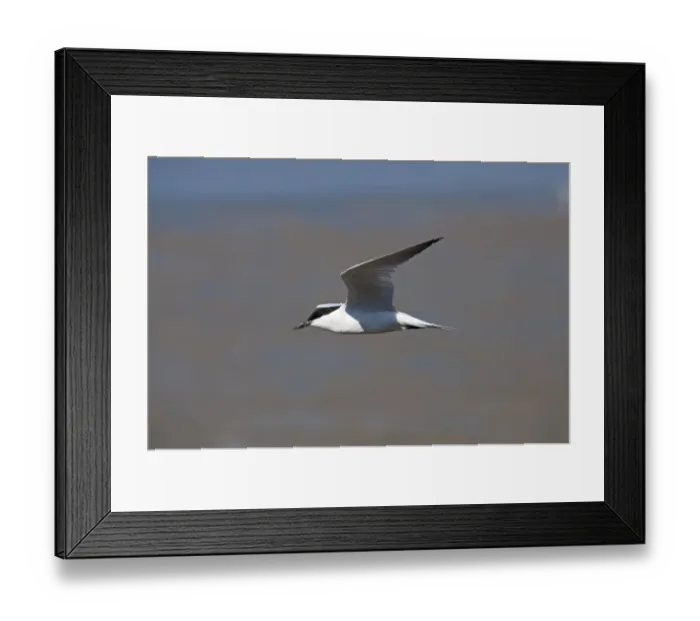 Framed Print : Gull-billed Tern Sterna nilotica in breeding plumage Queensland Australia Framed Print : Gull-billed Tern Sterna nilotica in breeding plumage Queensland Australia